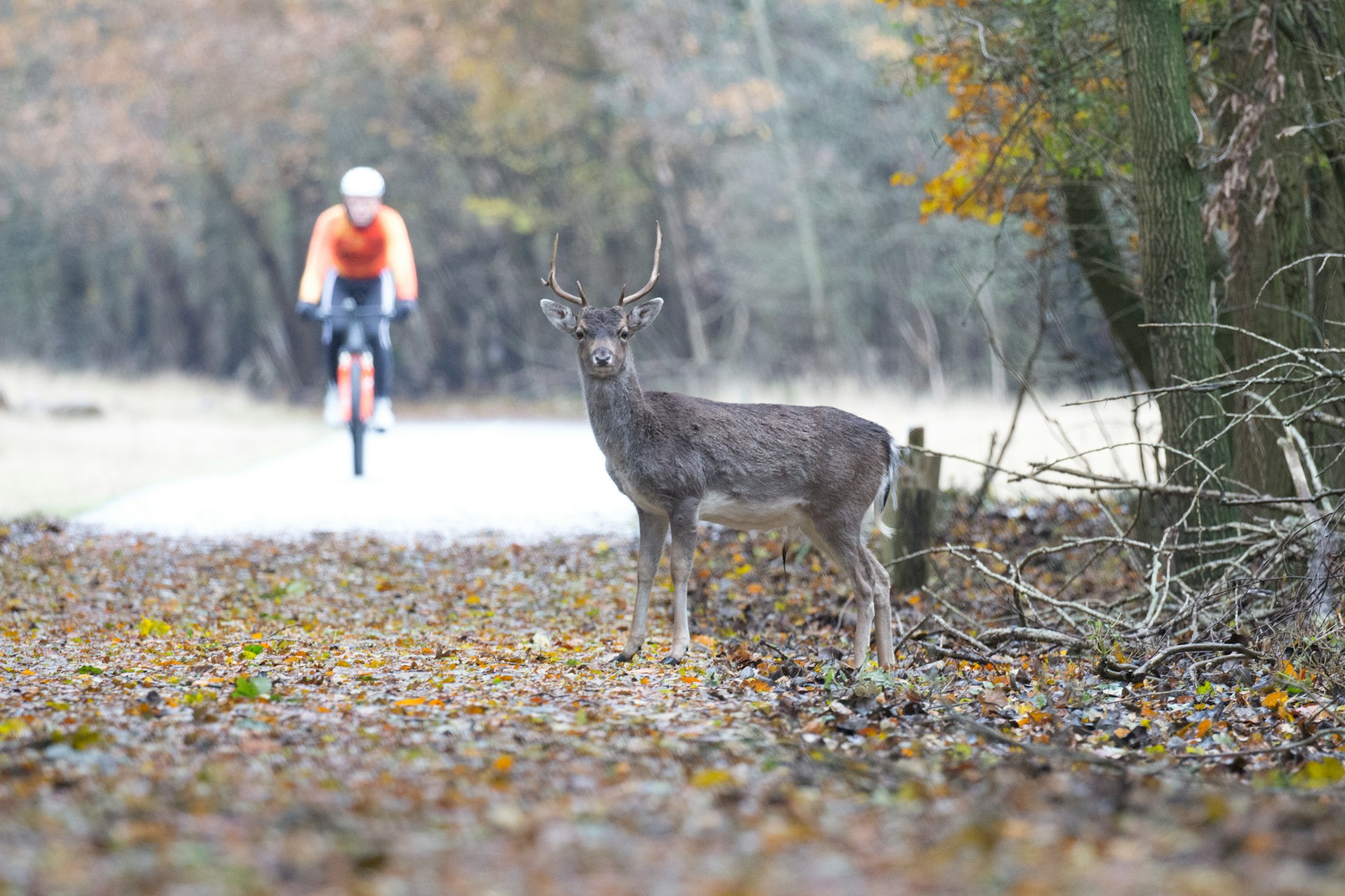 Een gepixeleerde afbeelding van een hert op een bosgrond met herfstbladeren en een persoon in een rode jas die op de onscherpe achtergrond loopt.