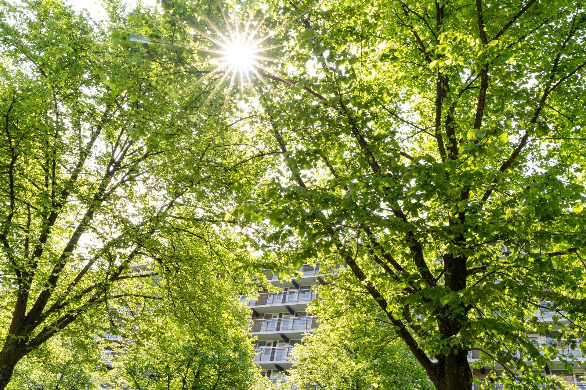 De zon schijnt door weelderig groene boombladeren met een woongebouw gedeeltelijk zichtbaar op de achtergrond, waardoor een heldere, levendige scène ontstaat.