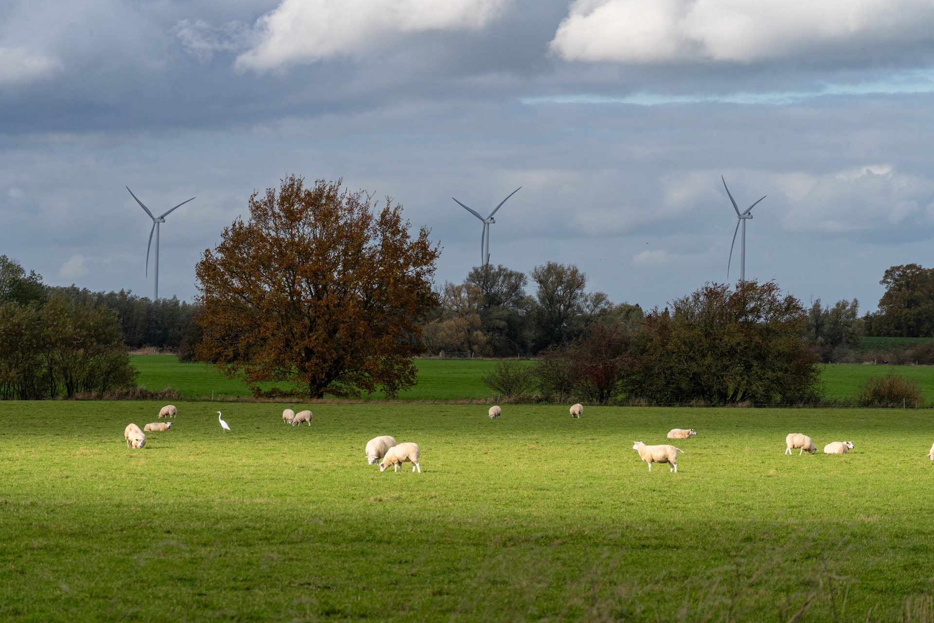 Schapen grazen op een groen veld onder een bewolkte hemel, met een grote boom en verschillende windturbines op de achtergrond. Een witte vogel staat tussen de schapen.