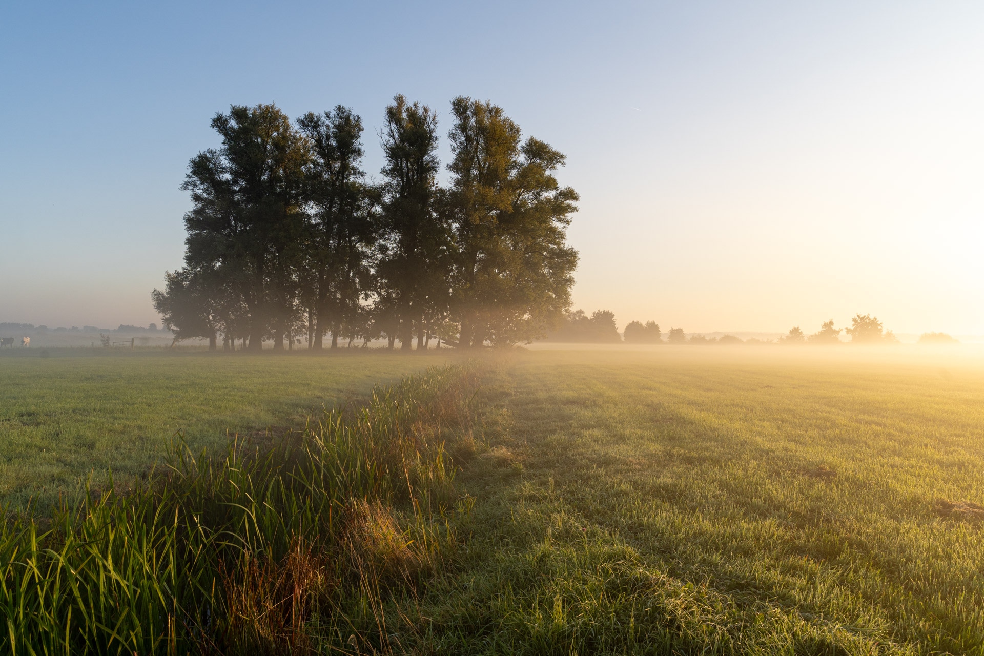 Een grasveld bij zonsopgang met een groep hoge bomen in de verte. Zachte ochtendmist bedekt het landschap en warm zonlicht straalt van rechts en werpt zachte schaduwen over het gras.
