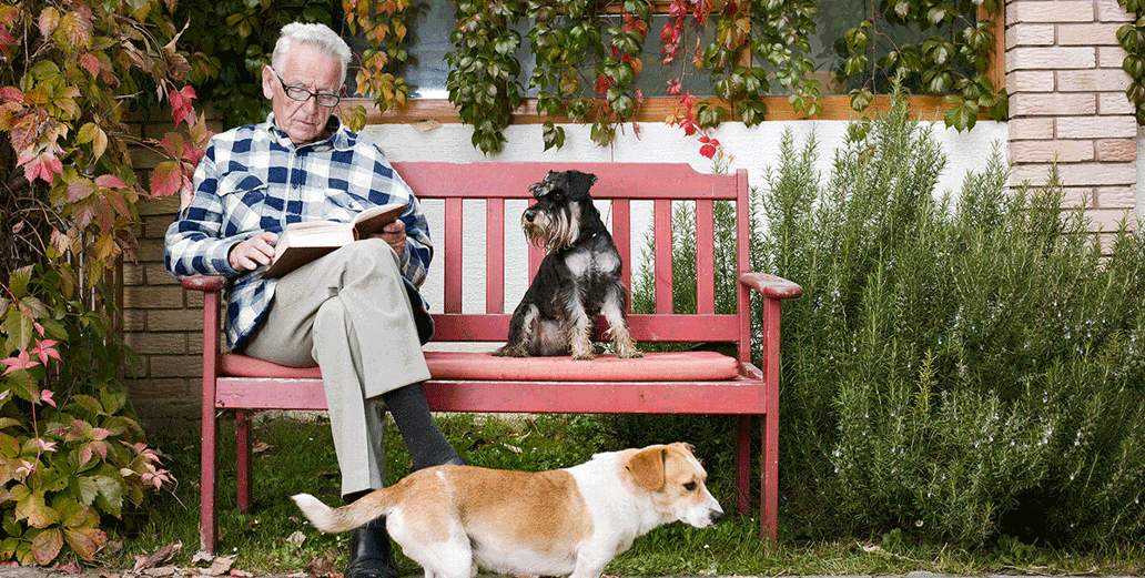 Een oudere man zit op een rood bankje een boek te lezen, met een klein zwart-wit hondje naast hem en een bruin-wit hondje dat voor het bankje staat. Groen en rode klimop staan op de achtergrond.