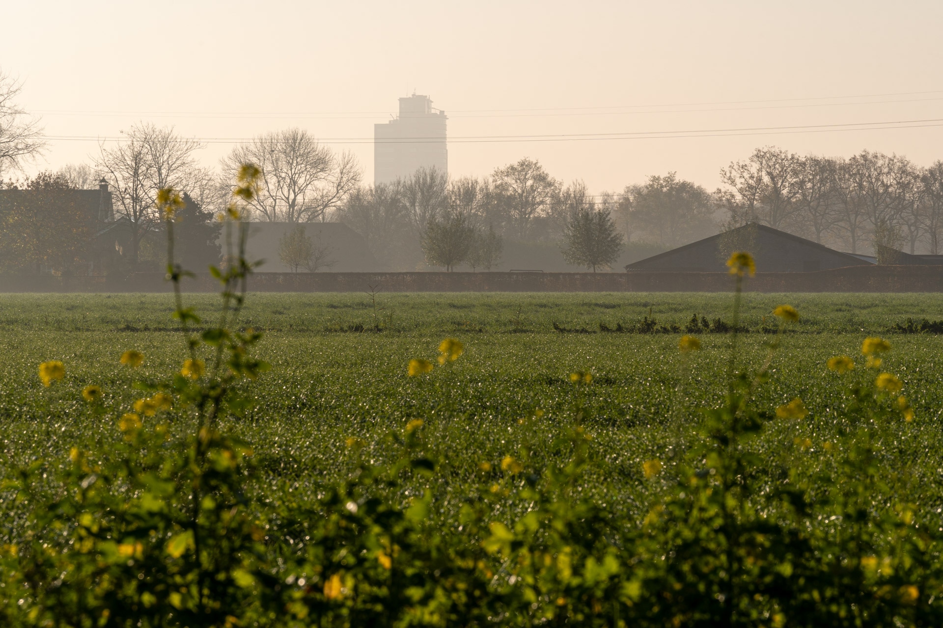 Een mistig ochtendtafereel met gele wilde bloemen op de voorgrond, een groen veld en bomen in de verte. Een hoog gebouw is vaag zichtbaar in de wazige achtergrond onder een bleke lucht.