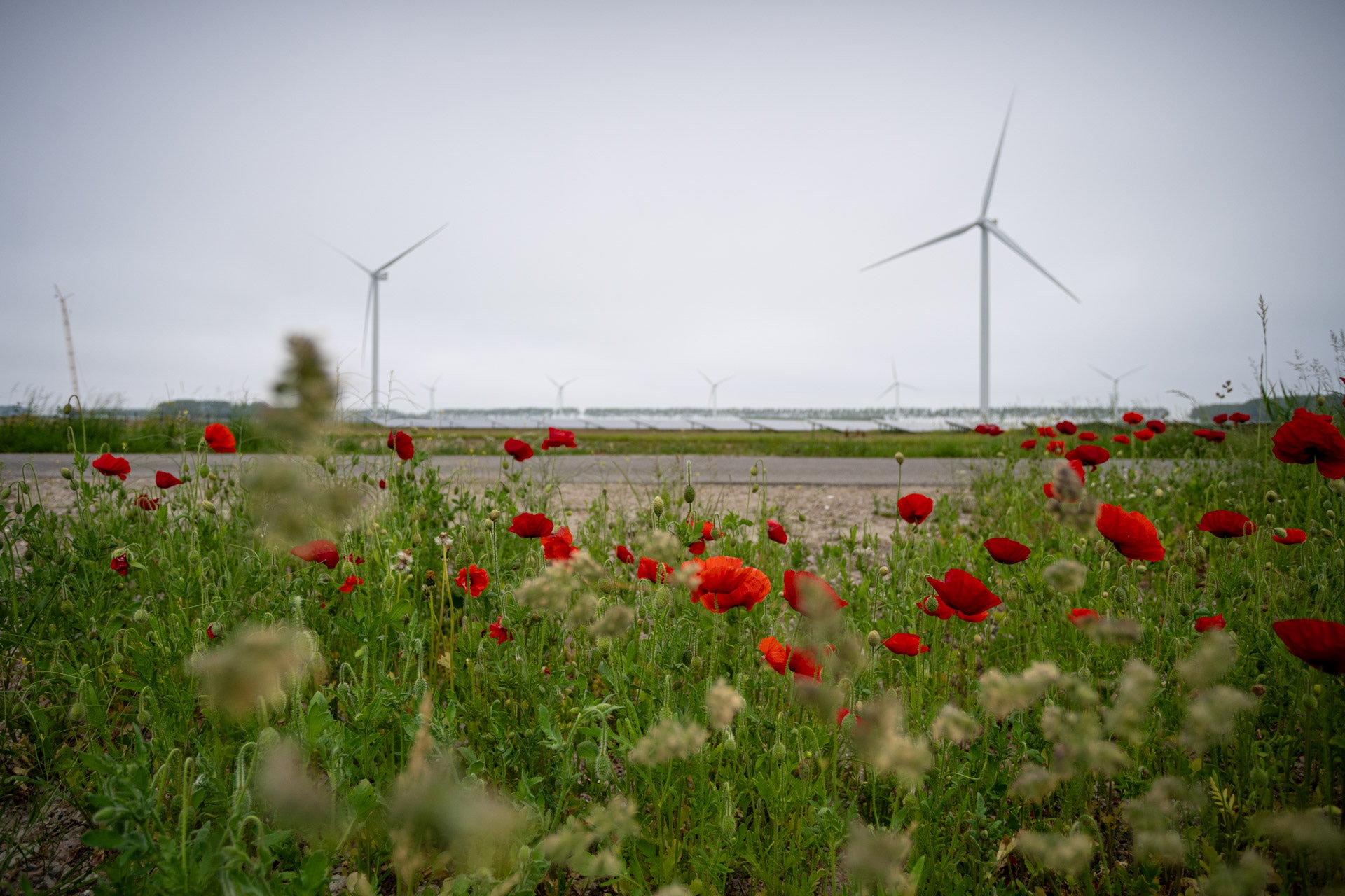 Rode klaprozen en groen gras op de voorgrond, met verschillende grote windturbines in een veld onder een bewolkte hemel op de achtergrond.