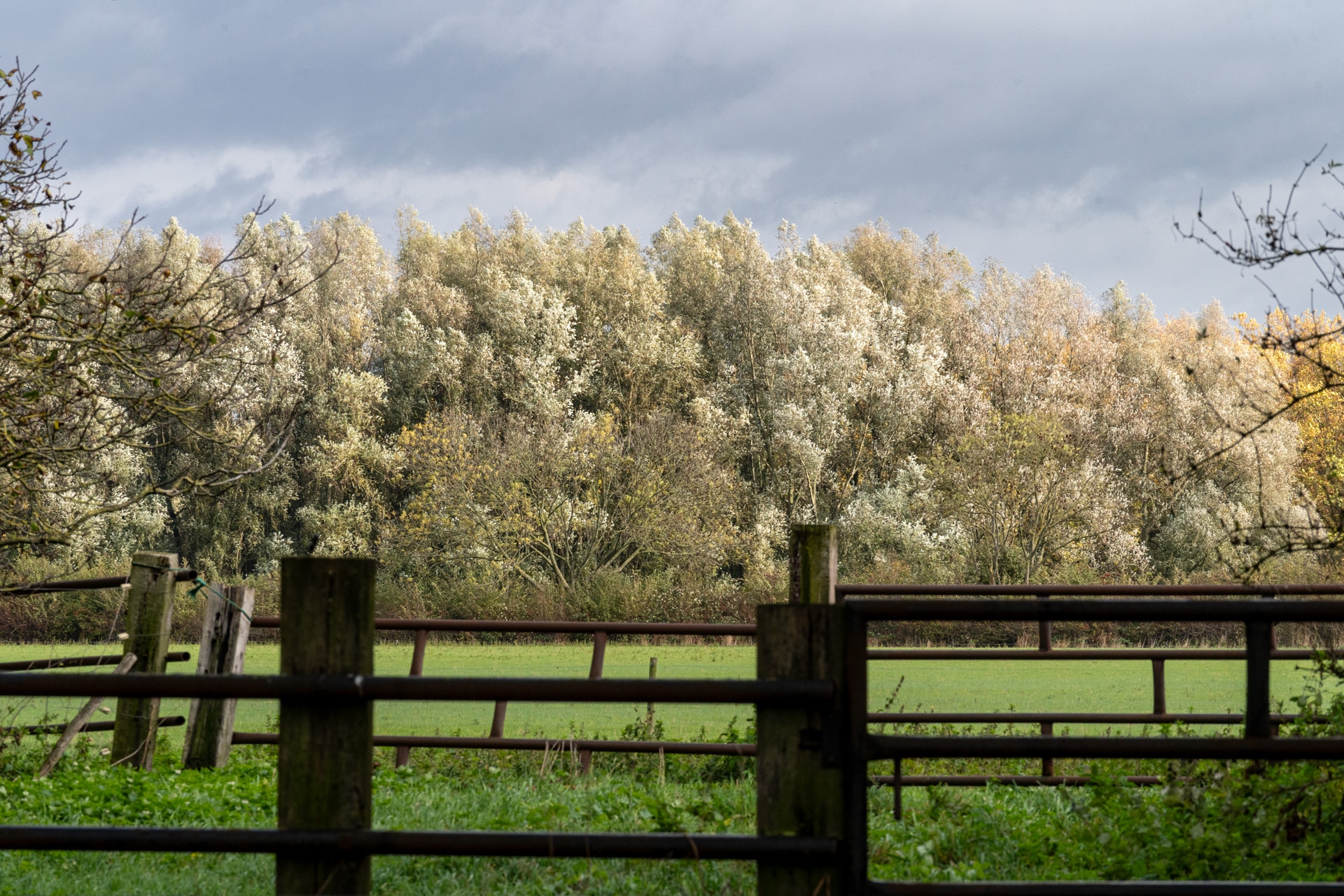 Een omheind grasveld met bomen op de achtergrond, hun bladeren bleek en verlicht door zonlicht onder een bewolkte hemel.