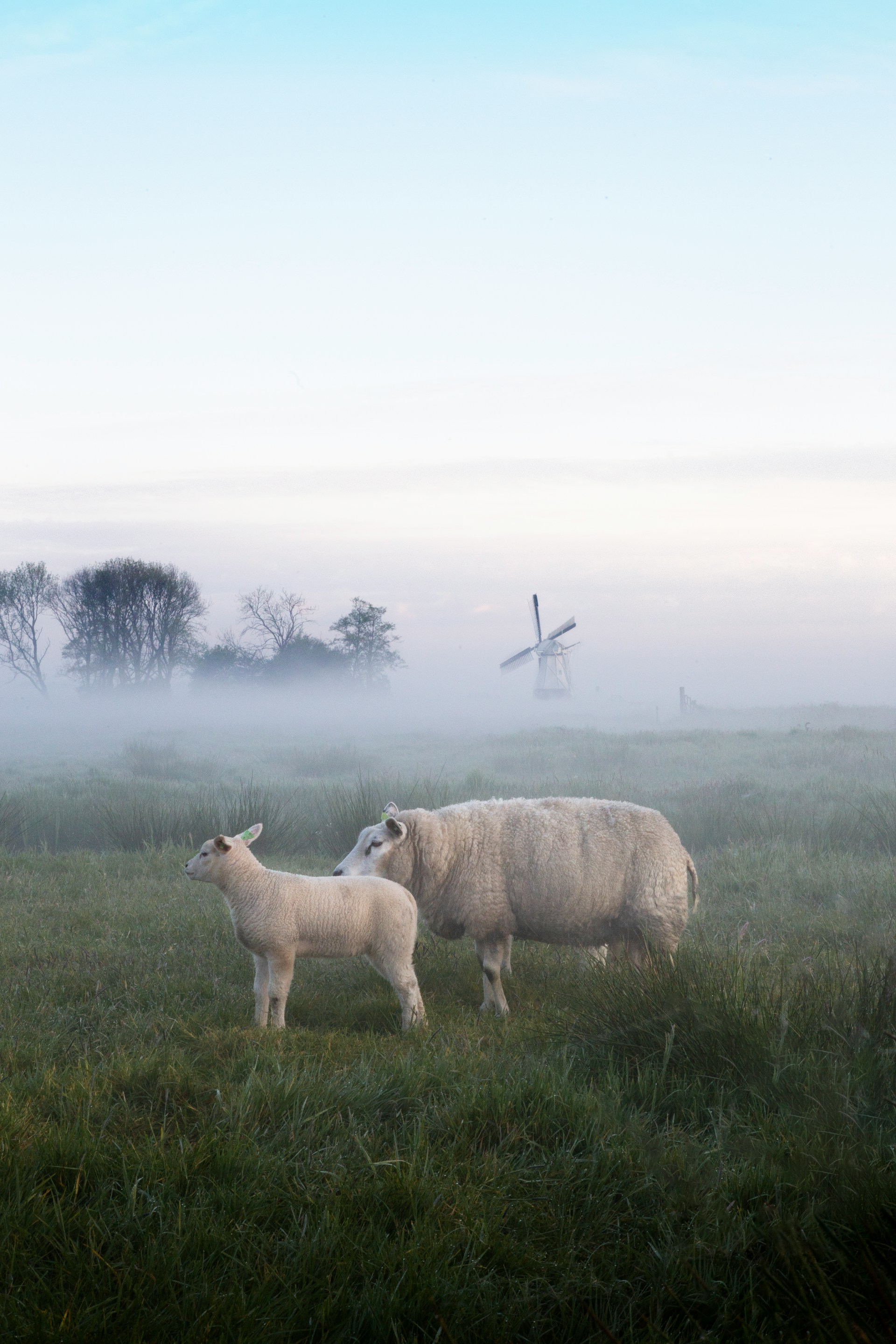 Twee koeien staan op gras in een mistig veld met bomen op de achtergrond. Het beeld lijkt vervormd met glitch-achtige effecten, waardoor de dieren en het landschap er wazig en korrelig uitzien.