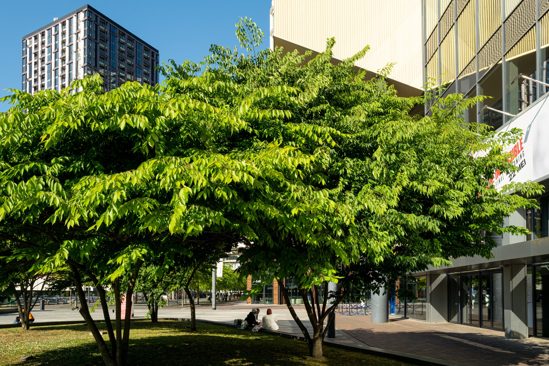 Twee mensen zitten in de schaduw van een grote loofboom bij een modern gebouw, met een hoog flatgebouw op de achtergrond en een strakblauwe lucht erboven.