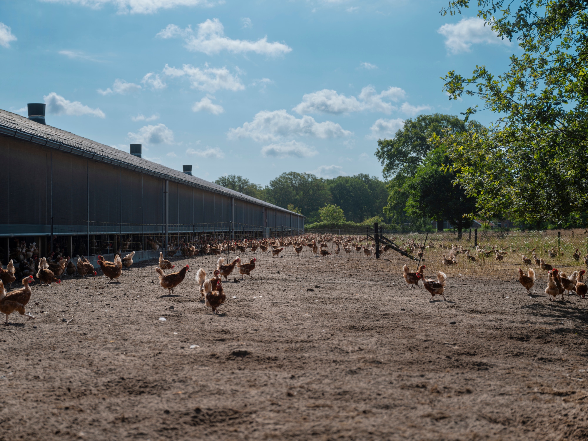 Een grote groep kippen loopt vrij rond buiten bij lange, lage boerderijgebouwen op een zonnige dag, met bomen en een blauwe lucht op de achtergrond.