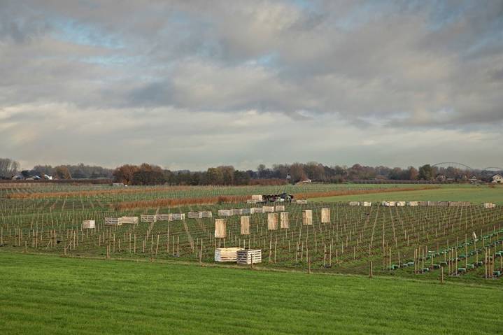 Een weids uitzicht op een wijngaard met rijen druivenstokken en beschermhoezen op sommige planten. In de verte is een tractor zichtbaar onder een bewolkte hemel, met bomen en huizen aan de horizon.