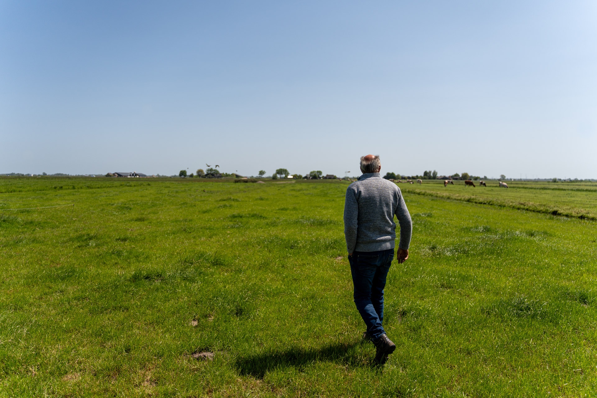 Een man in een grijze trui en spijkerbroek loopt alleen over een breed grasveld op een heldere, zonnige dag. Koeien grazen in de verte bij een paar verspreide bomen en boerderijgebouwen.