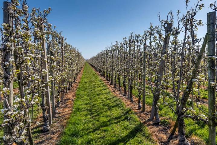 Rijen bloeiende bomen staan netjes aan weerszijden van een graspad in een boomgaard en strekken zich uit in de richting van een strakblauwe hemel op een zonnige dag.