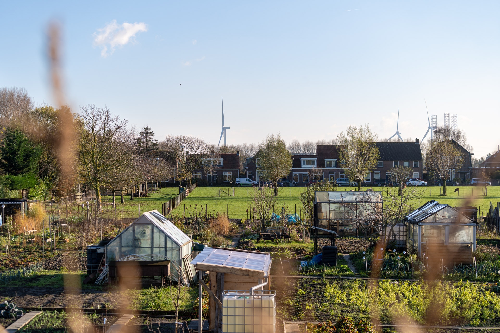 Een gemeenschappelijke tuin met verschillende kassen en geplante gewassen, omzoomd door bomen en huizen. Op de achtergrond staan windturbines tegen een strakblauwe lucht op een zonnige dag.