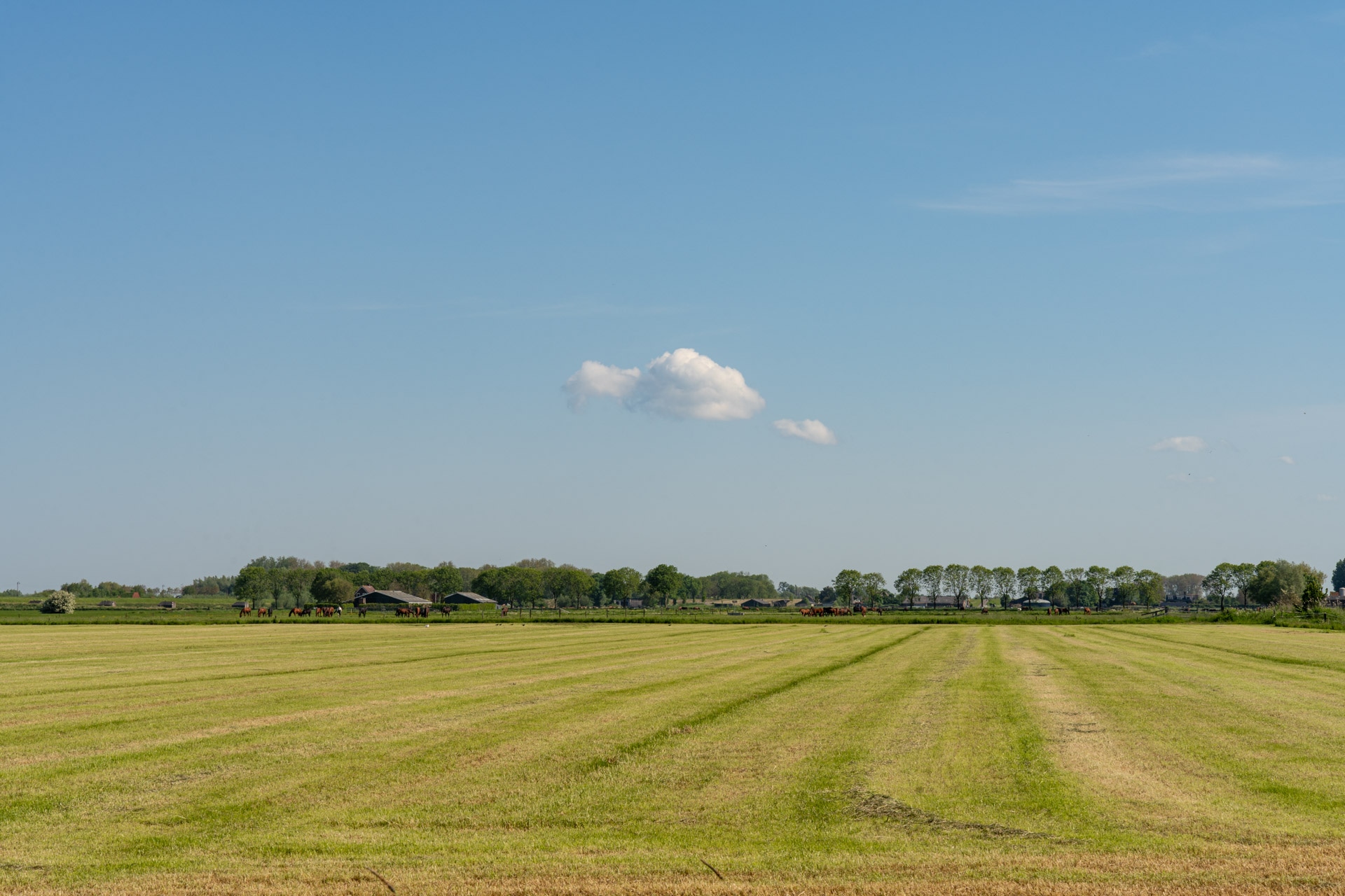 Een breed, open veld met vers gemaaid gras onder een helderblauwe hemel met een enkele kleine witte wolk. In de verte staan bomen en boerderijen langs de horizon.