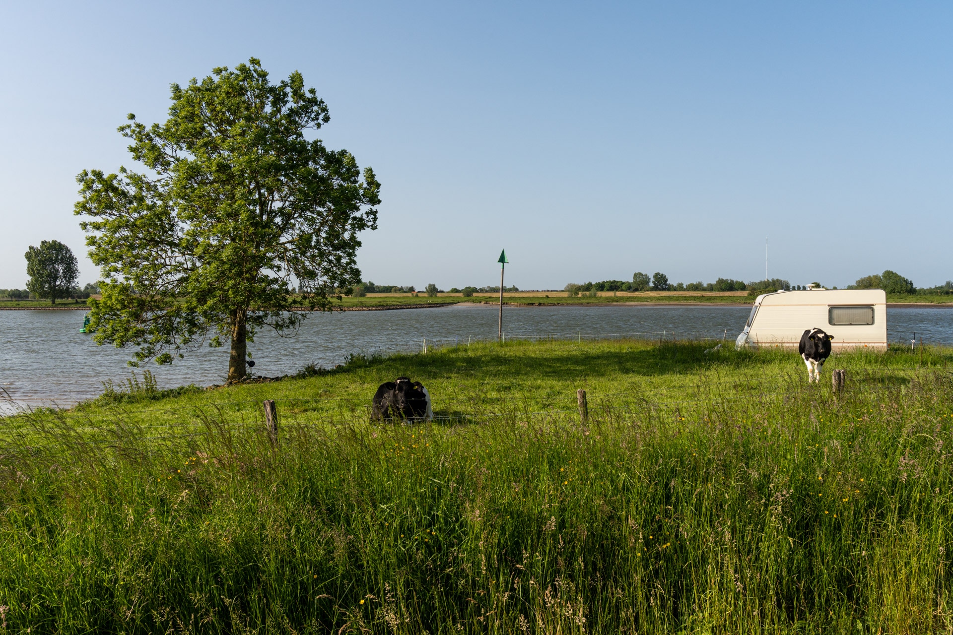 Een graslandschap langs de rivier met twee grazende koeien bij een witte caravan, een grote boom links en rustig water op de achtergrond onder een strakblauwe hemel.