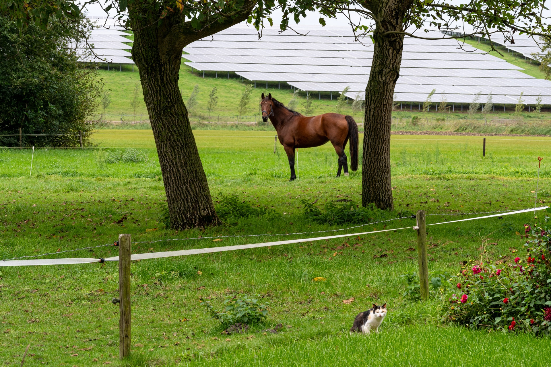 Een bruin paard staat tussen twee bomen in een grasveld. Op de voorgrond zit een zwart-witte kat op het groene gras. Op de achtergrond zijn rijen zonnepanelen zichtbaar.