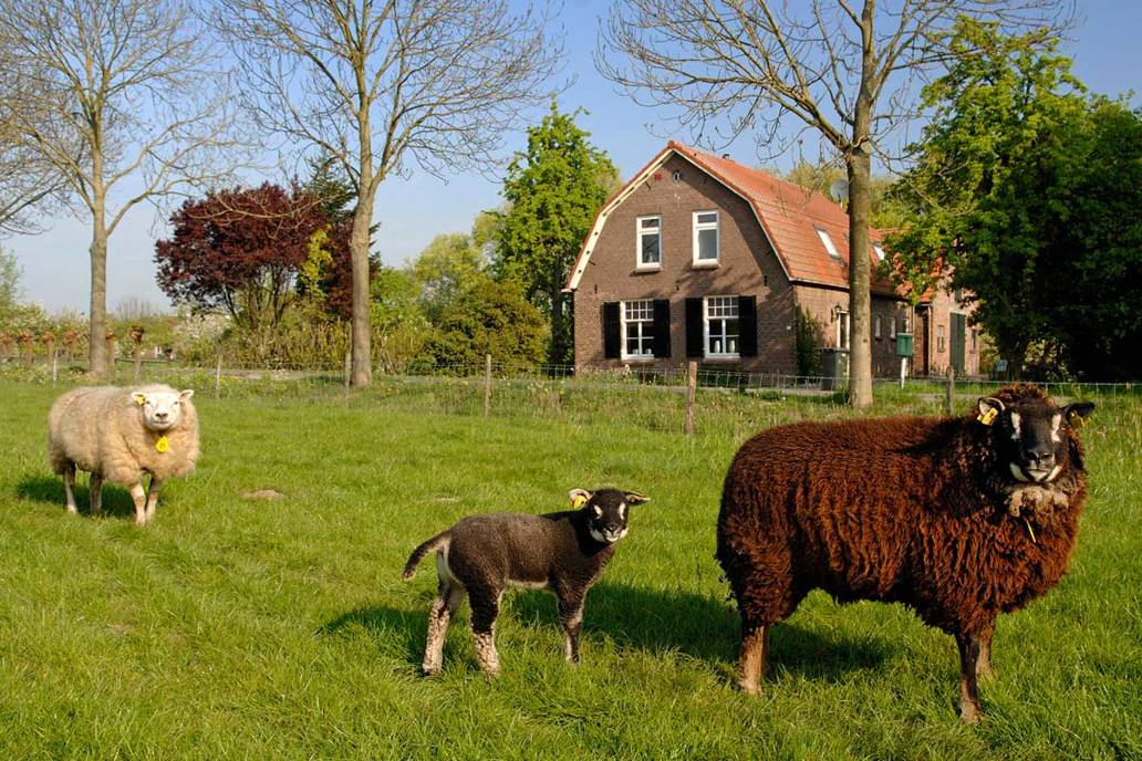 Schapen 1