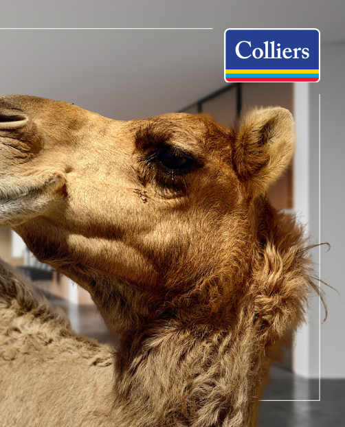 Schermafbeelding 2026-02-07 155346