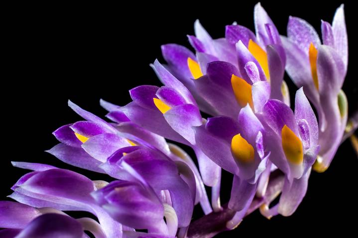 Orchidee